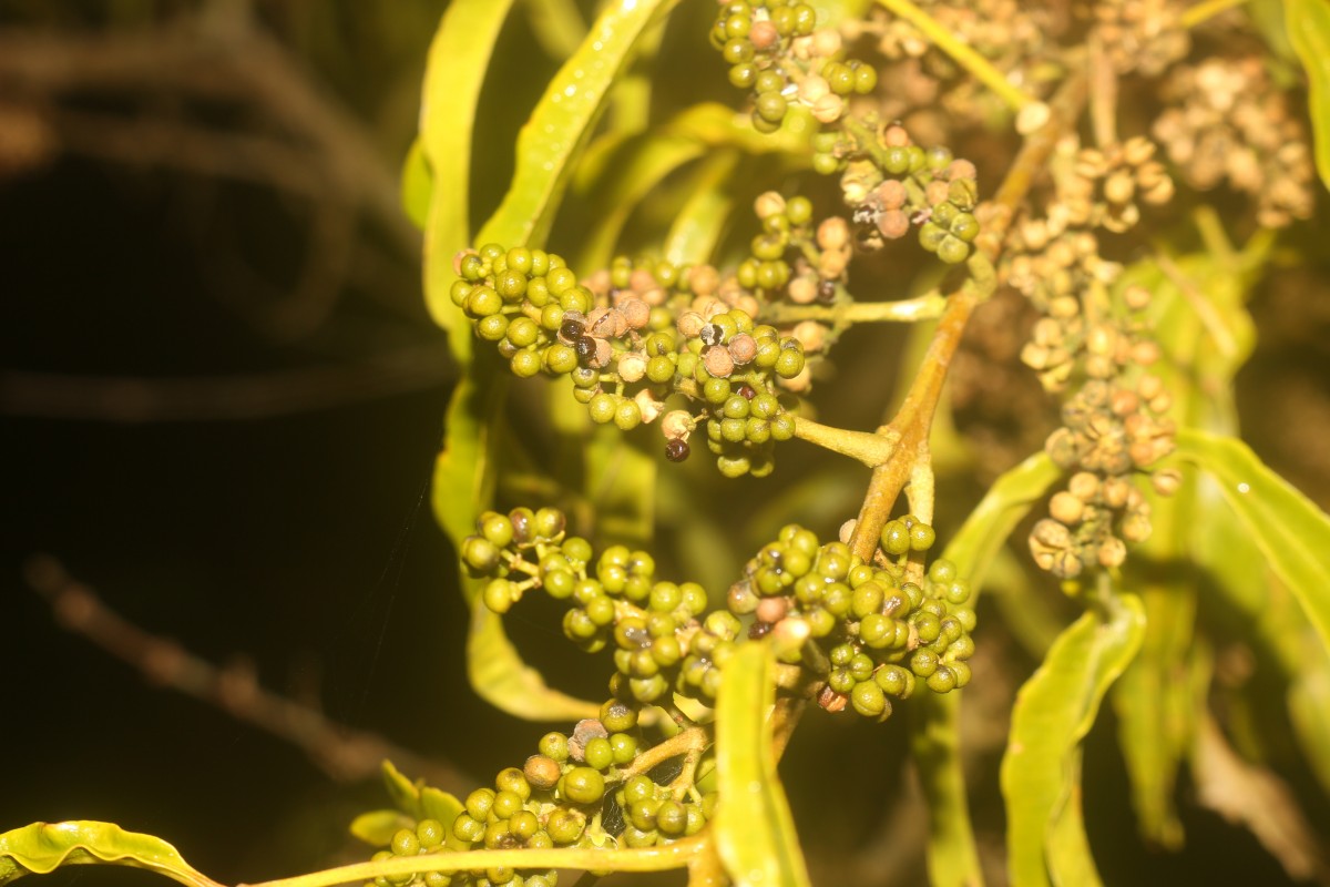 Melicope denhamii (Seem.) T.G.Hartley